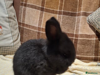 Mixed Breed rabbits Mini lop x dwarf - Advert 8