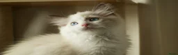Ragdoll cats for sale: TICA championship Ragdoll Kittens  in London - Advert 10