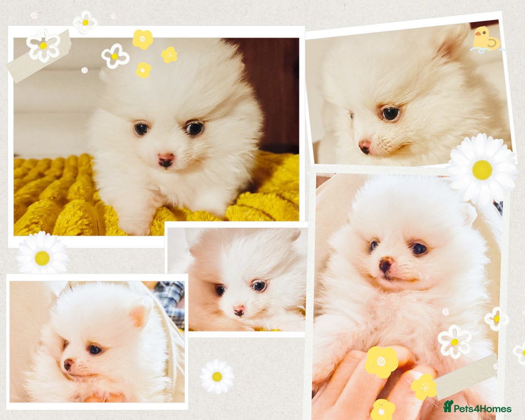 Pomeranian dogs for sale: 1 girl left - white/cream KC Pomeranian puppies  - Advert 3