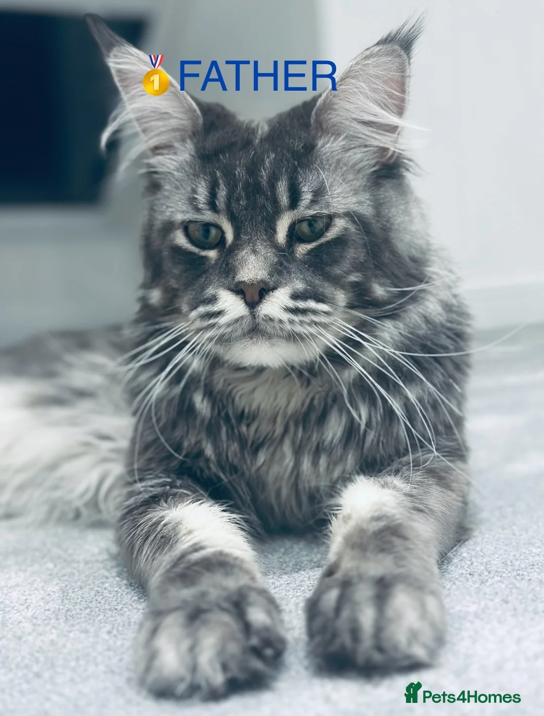 Maine Coon cats for sale: Maine Coons  - Advert 11