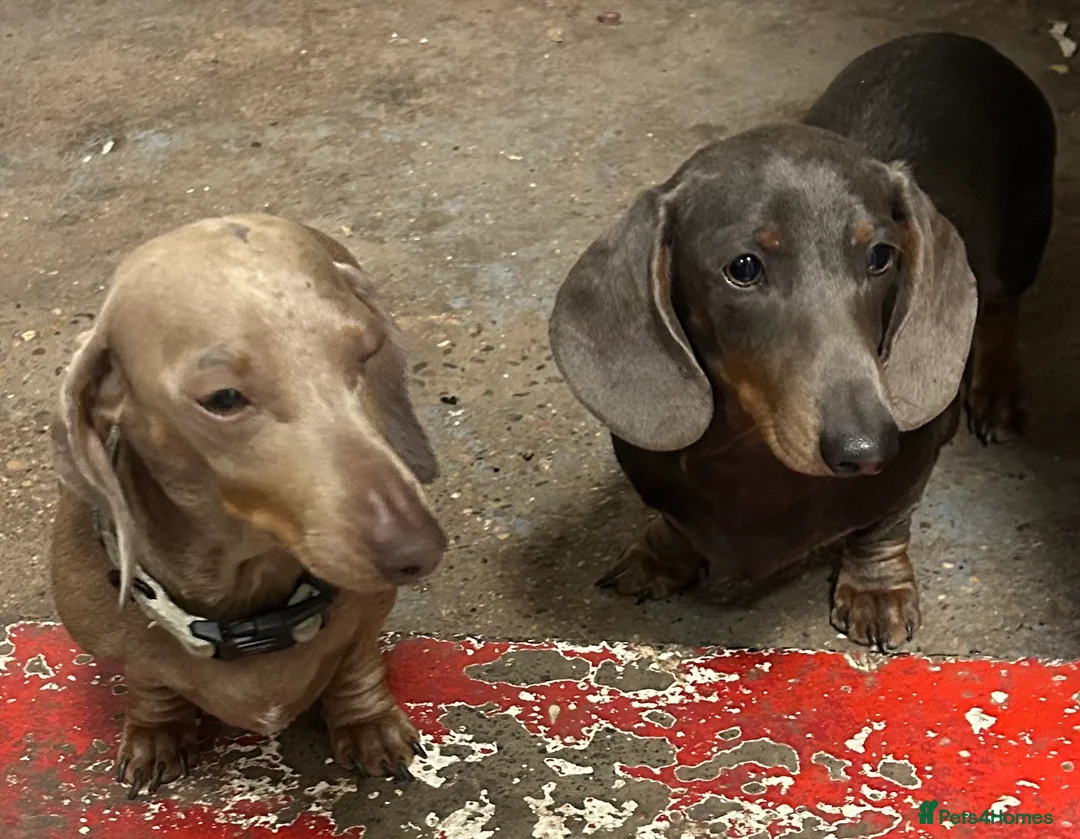 Miniature Dachshund dogs for sale: Blue&tan miniature dauchsund - Advert 3