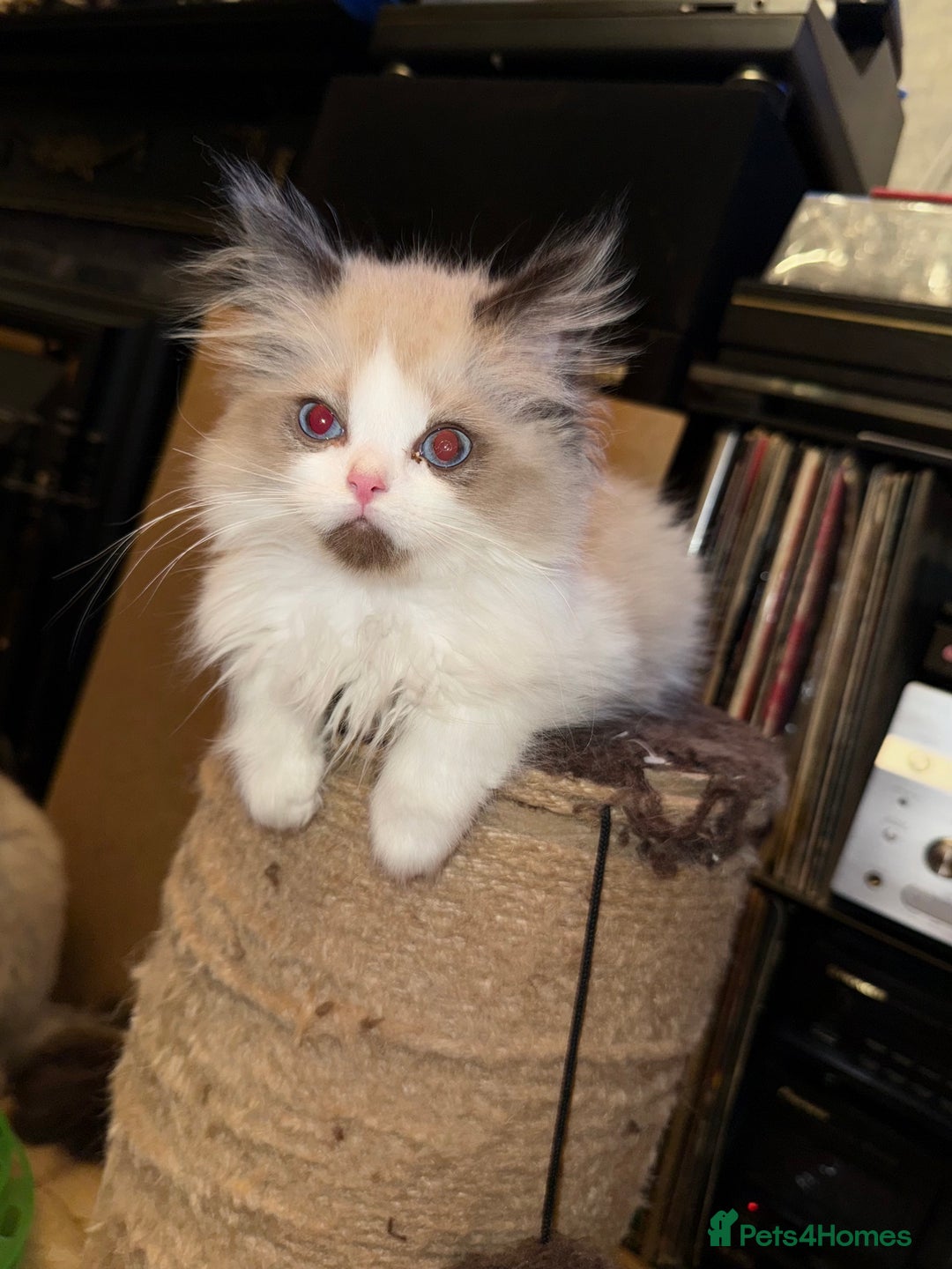 Ragdoll cats for sale: Beautiful Ragdoll kittens  - Image 7