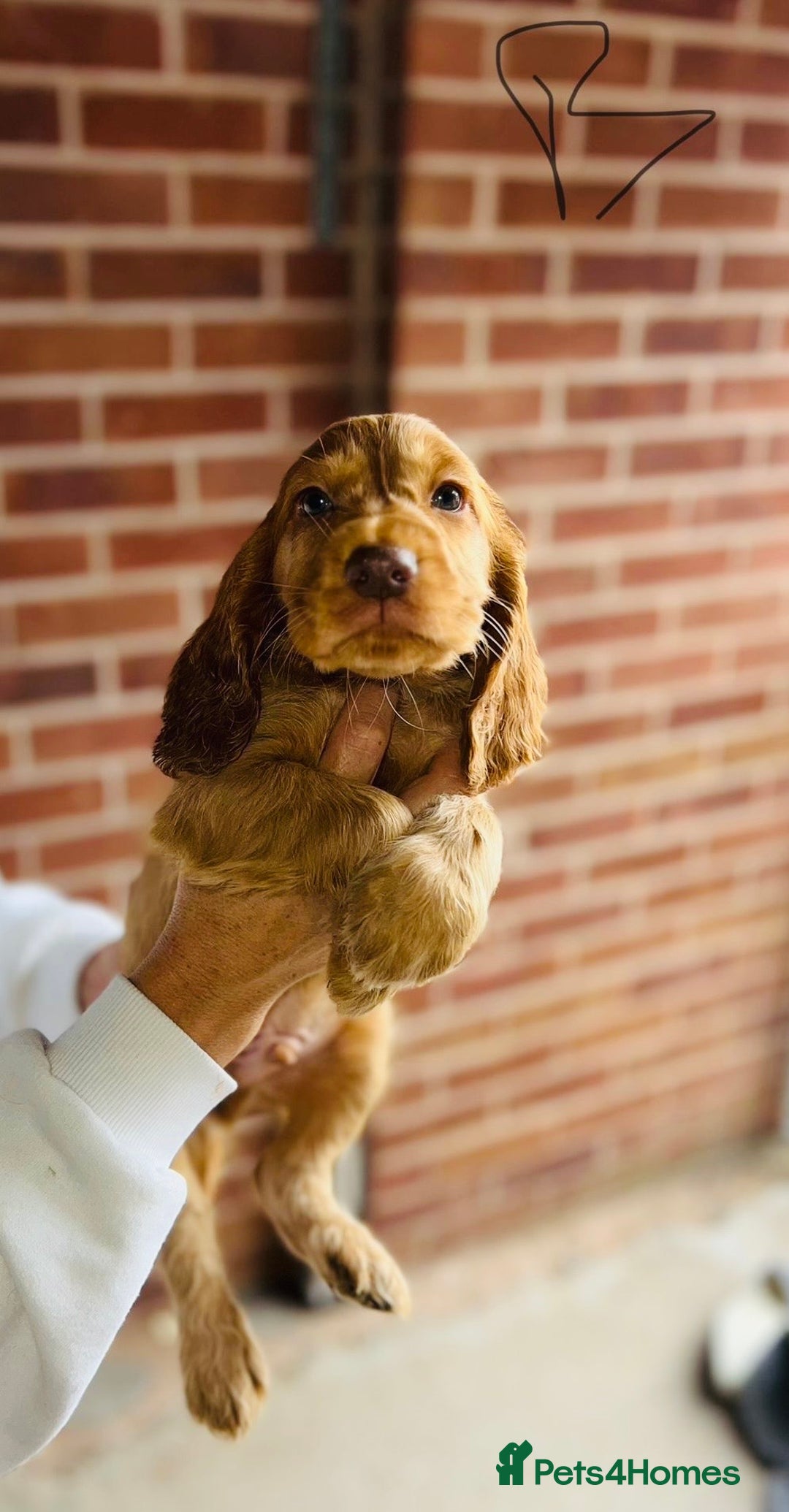 Cocker Spaniel dogs for sale: Full Cocker Spaniels Puppies  - Image 39