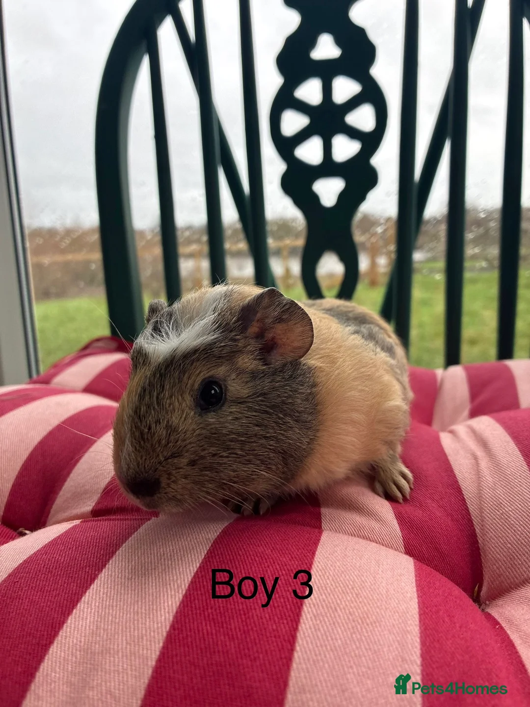 Guinea Pig rodents for sale: Baby guinea pigs for sale  - Advert 8