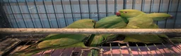 Ringnecks birds for sale: Young Indian Ringnecks Blue and Green - Advert 4