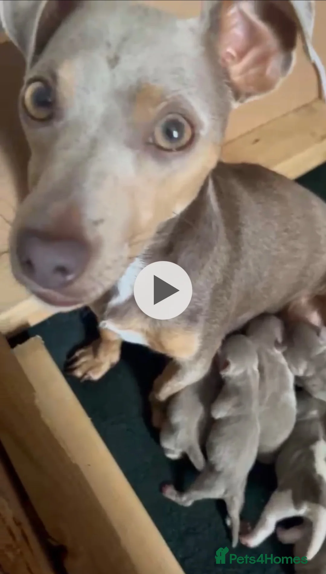 Jack Russell dogs for sale: Beautiful litter of lilac jack Russell’s  in Cardiff - Advert 2