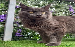 Maine Coon cats for sale: Giant Maine Coon! 20+ Generation Champion Heritage - Image 1