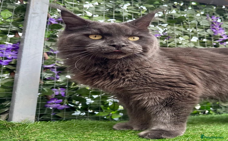 Maine Coon cats - Advert 15