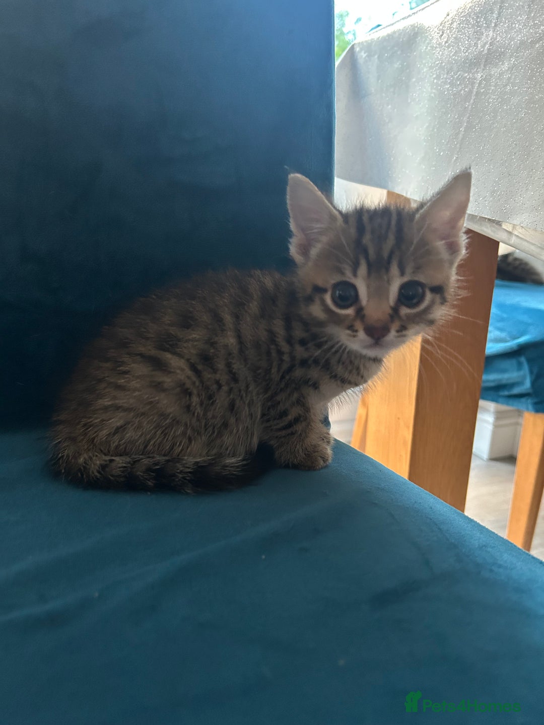 Domestic Shorthair cats for sale: Kittens looking for their forever home  - Image 21