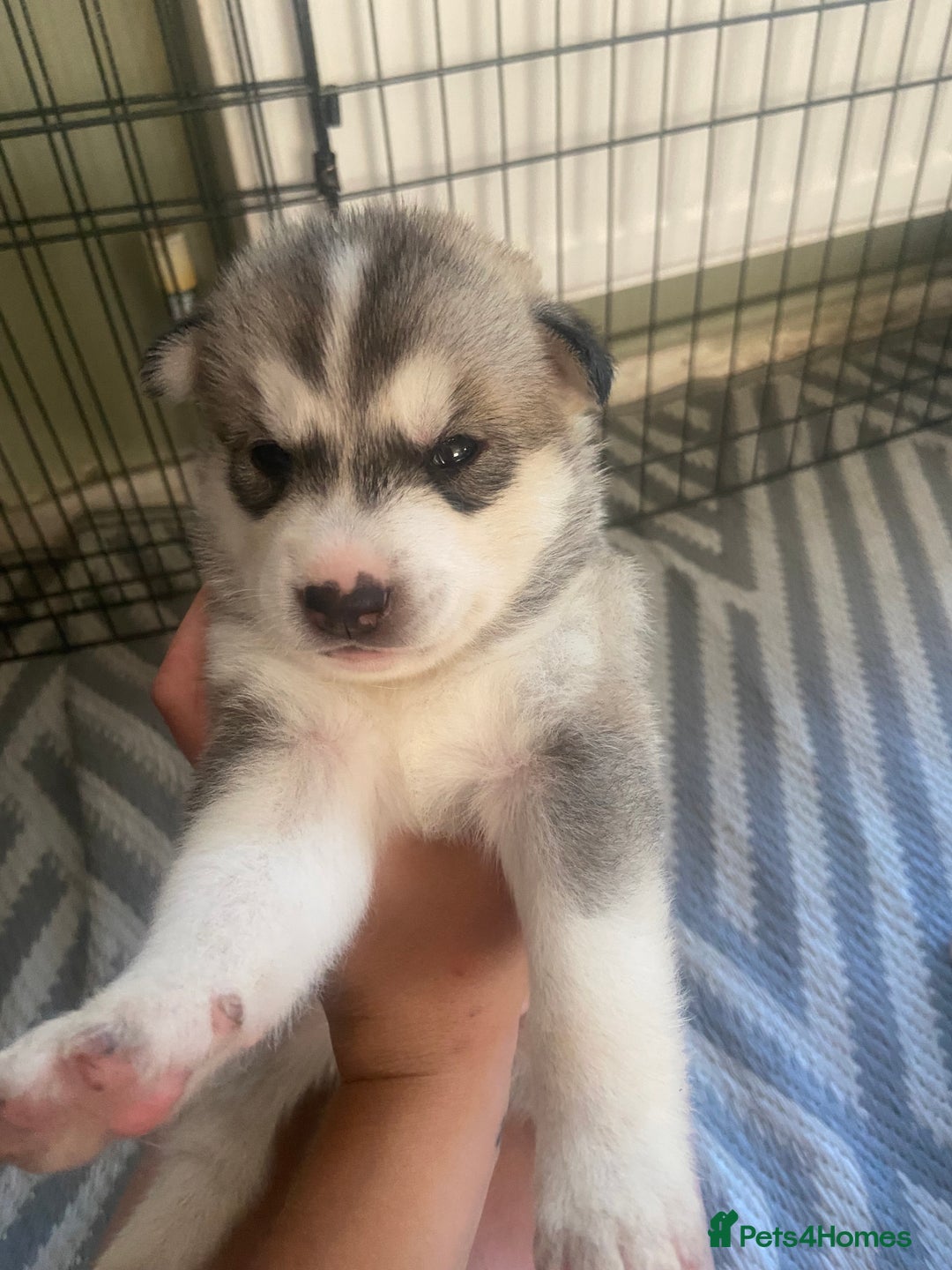 Alaskan Malamute dogs for sale: Alaskan malamute puppy’s  in Newark - Image 12