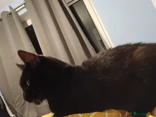 Mixed Breed cats Gorgeous boy - Advert 9