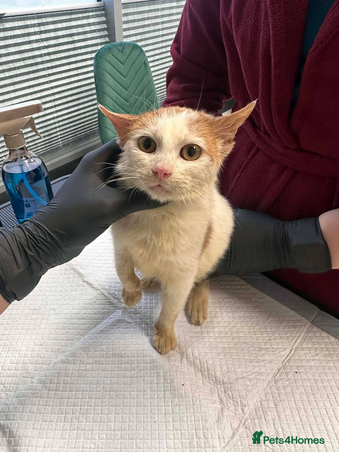 Mixed Breed cats for adoption: Apricot for adoption - Advert 7