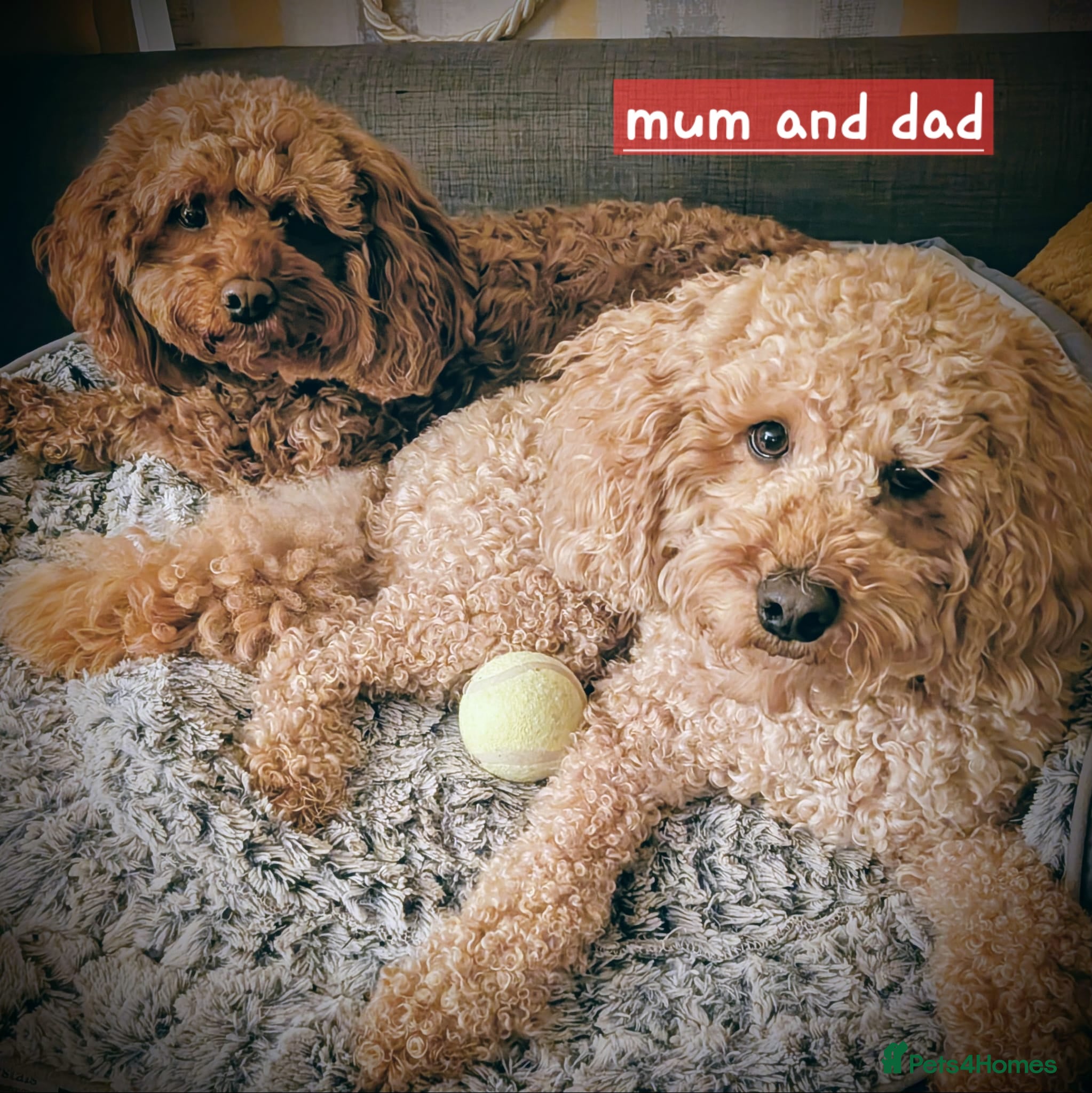 Cavapoo dogs Cavapoo's - Advert 8