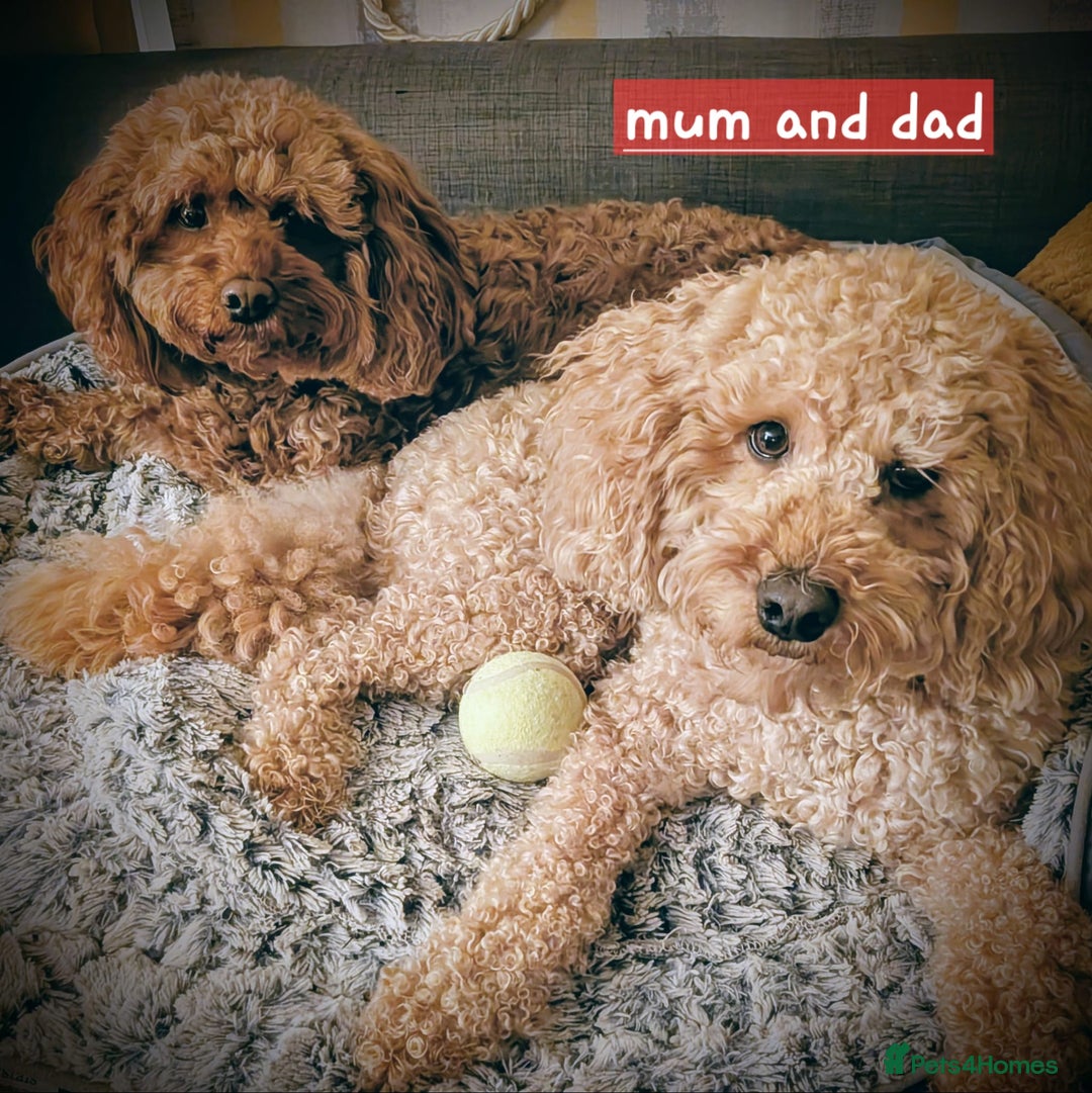 Cavapoo dogs for sale: Cavapoo's - Advert 1