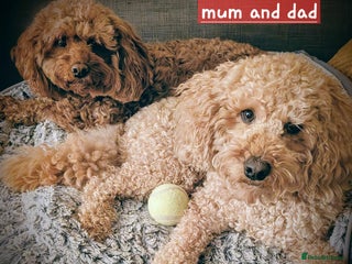 Cavapoo dogs Cavapoo's - Advert 1