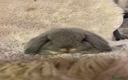 Mini Lop rabbits for sale: Mini lop - Image 1