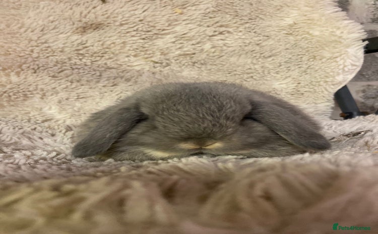 Mini Lop rabbits - Advert 3