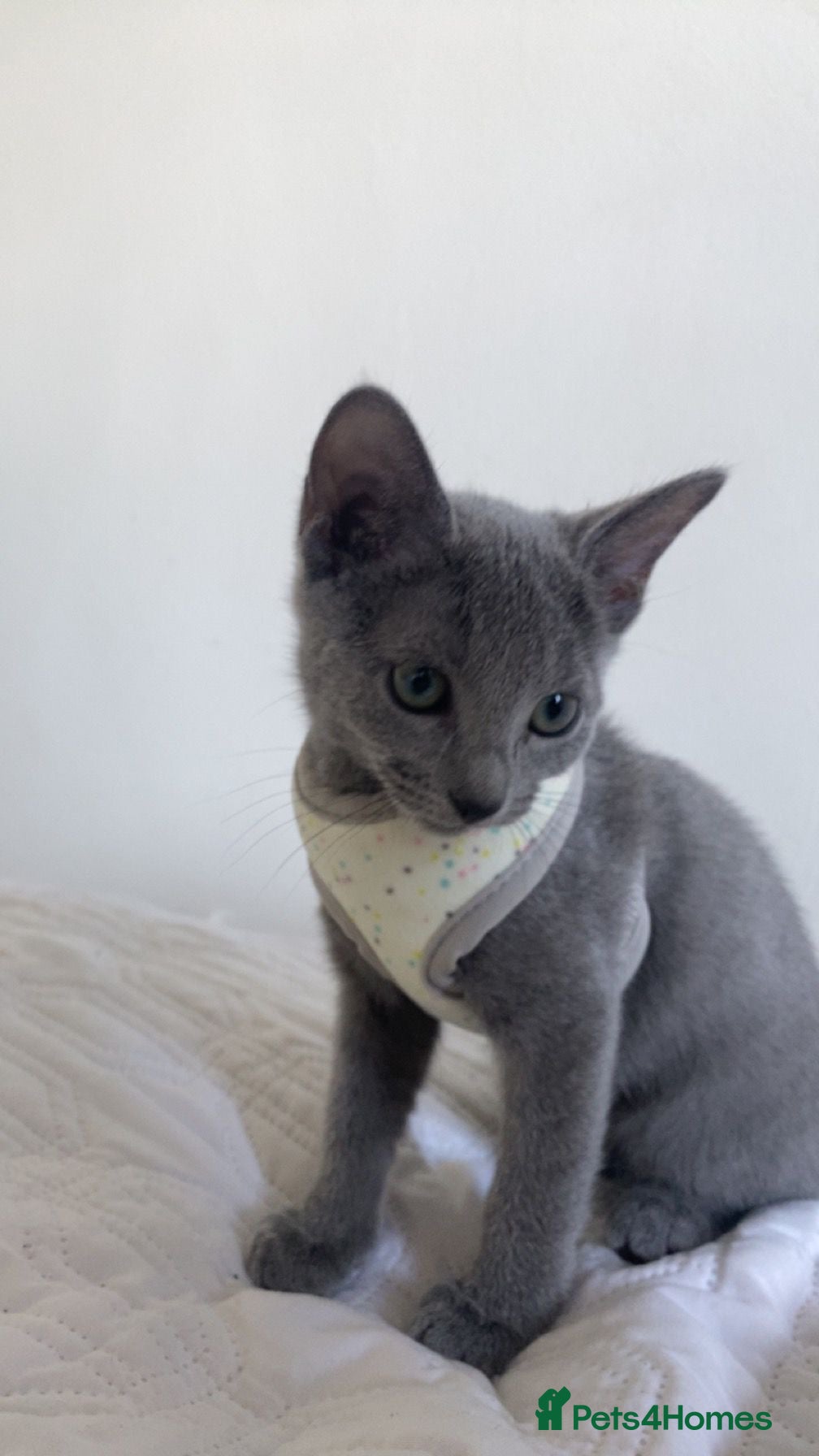 Russian Blue cats Beautiful pedigree boy - Advert 2