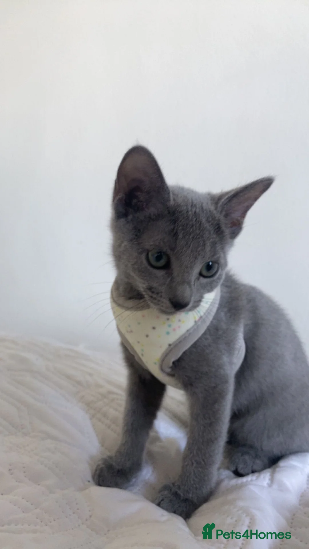 Russian Blue cats for sale: Beautiful pedigree boy - Advert 2