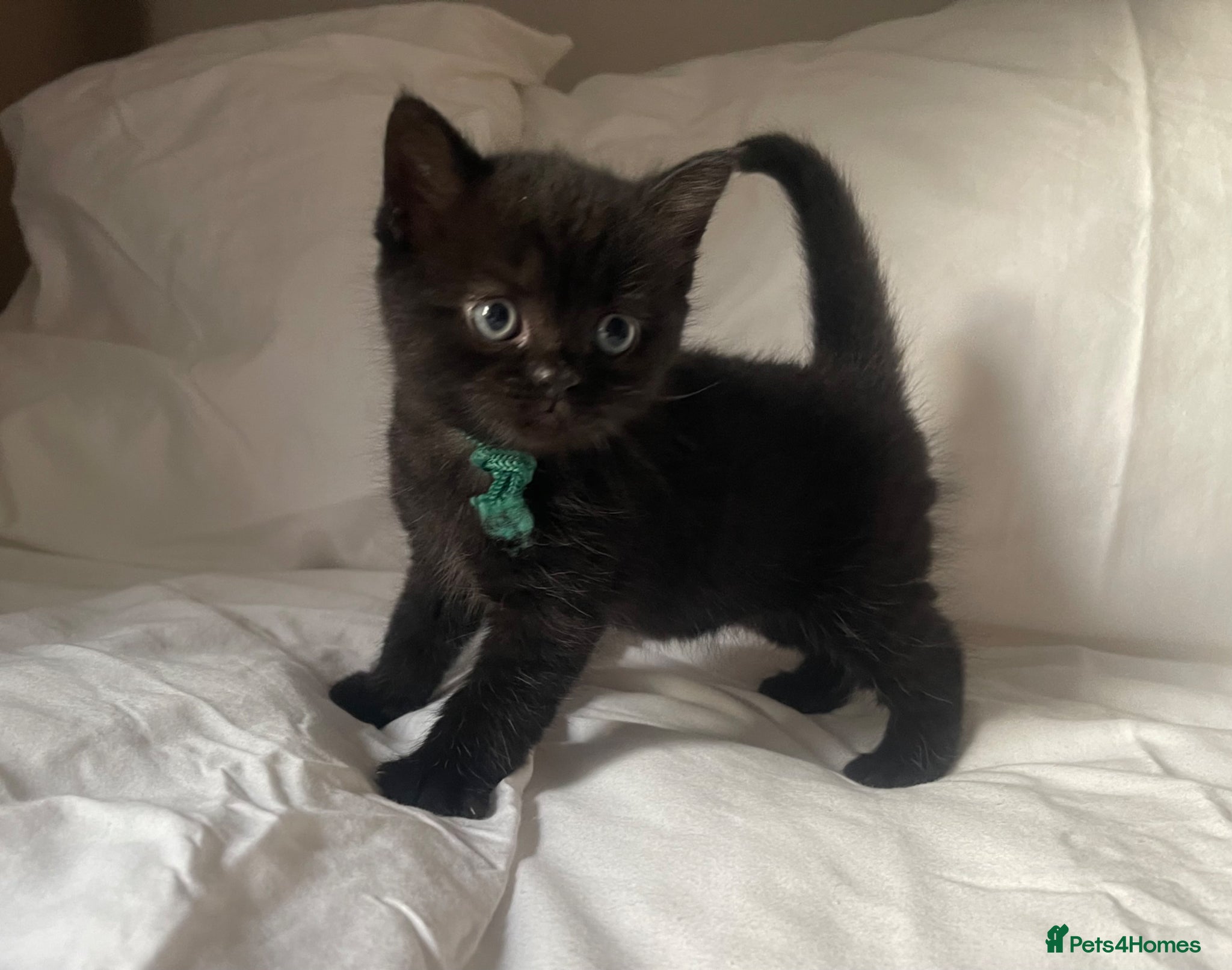 Mixed Breed cats for sale: British Shorthair Mix Kittens for Sale 🐾 - Advert 2