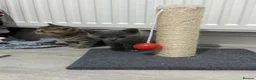 British Shorthair cats for sale: British Shorthair Kittens For sale - Advert 8