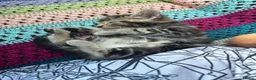 Mixed Breed cats for sale: Adorable Bengal x Shorthair Kittens - Advert 23