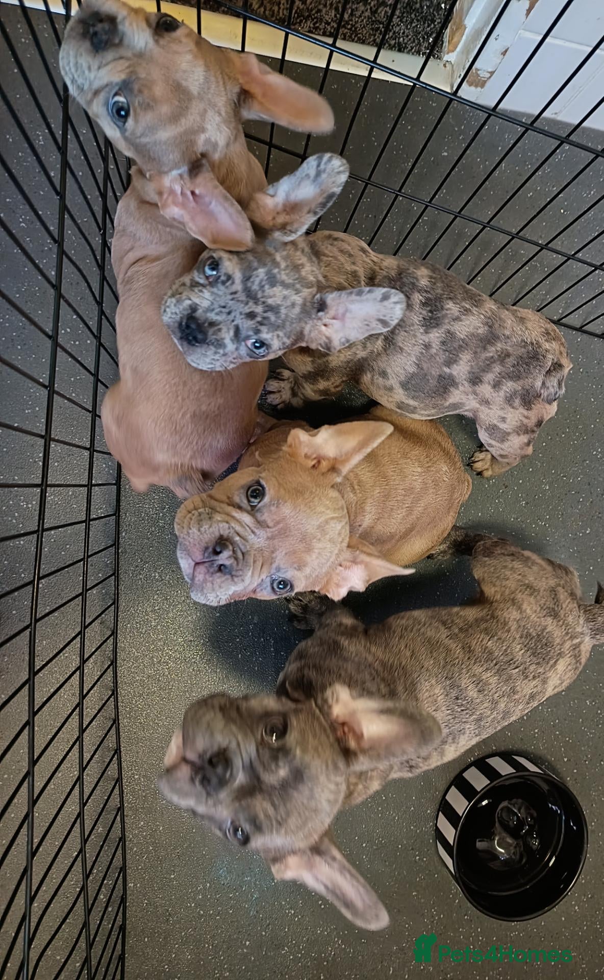 French Bulldog dogs 4 beautiful French bulldog puppies - Advert 6