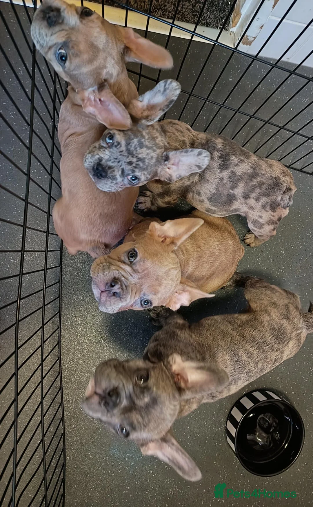 French Bulldog dogs for sale: 4 beautiful French bulldog puppies - Advert 1