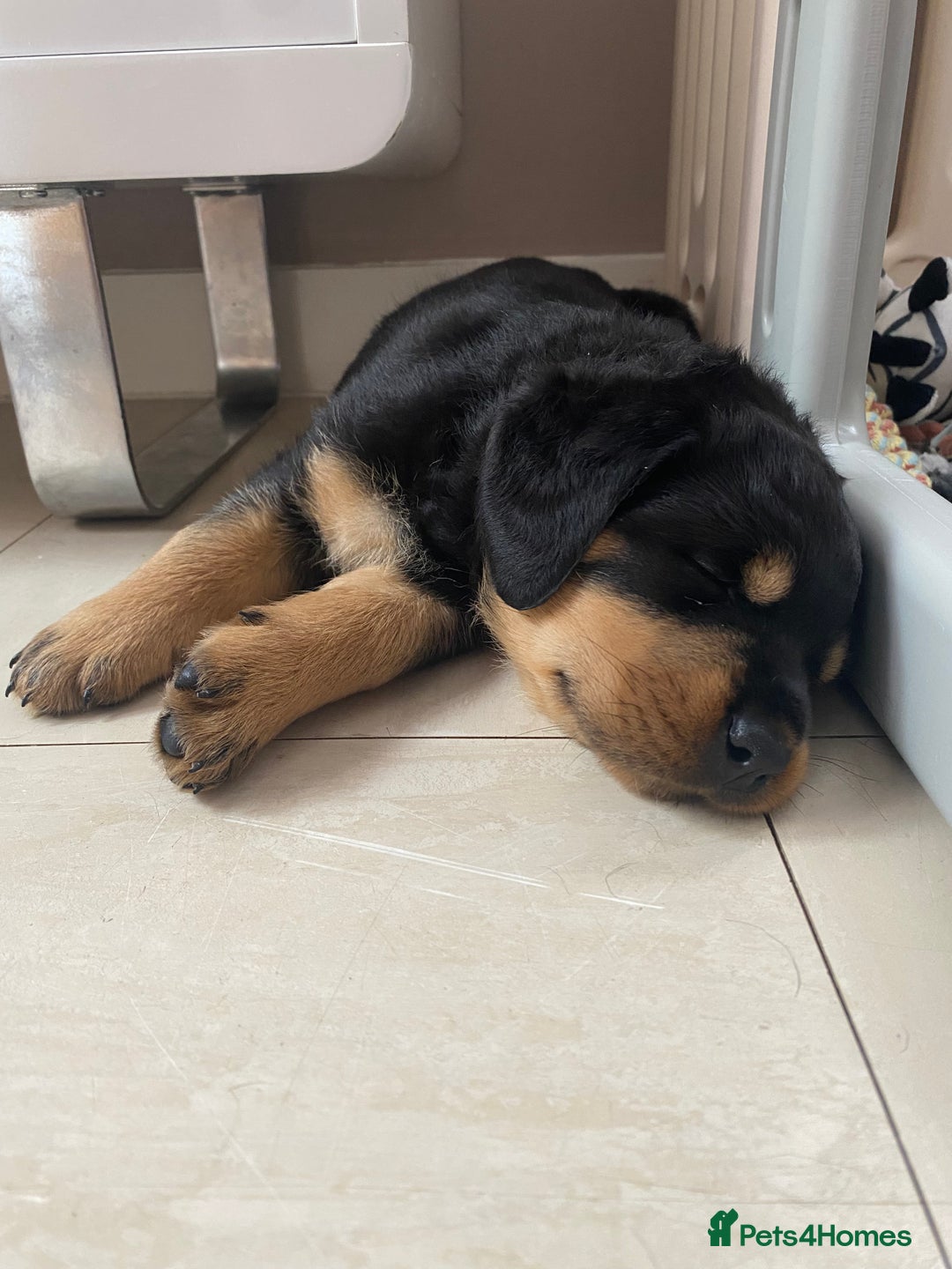 Rottweiler dogs for sale: Abi 11 week old Rottweiler  - Image 6