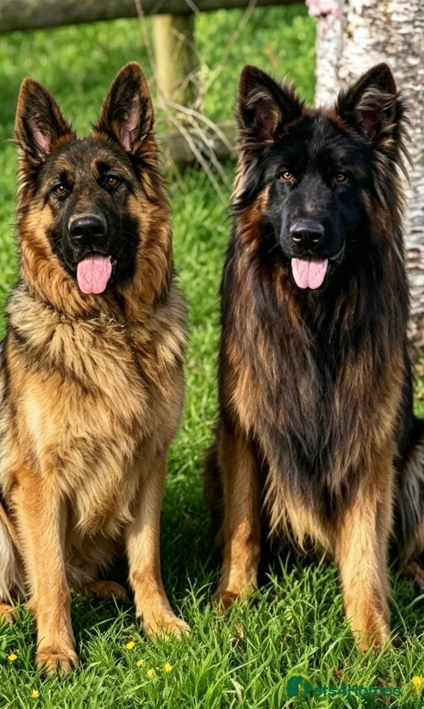 German Shepherd dogs Stunning GSD puppies for sale  - Advert 1