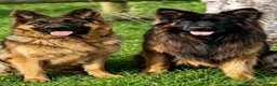 German Shepherd dogs for sale: Stunning GSD puppies for sale  - Advert 1