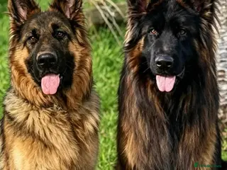 German Shepherd dogs Stunning GSD puppies for sale - Advert 1