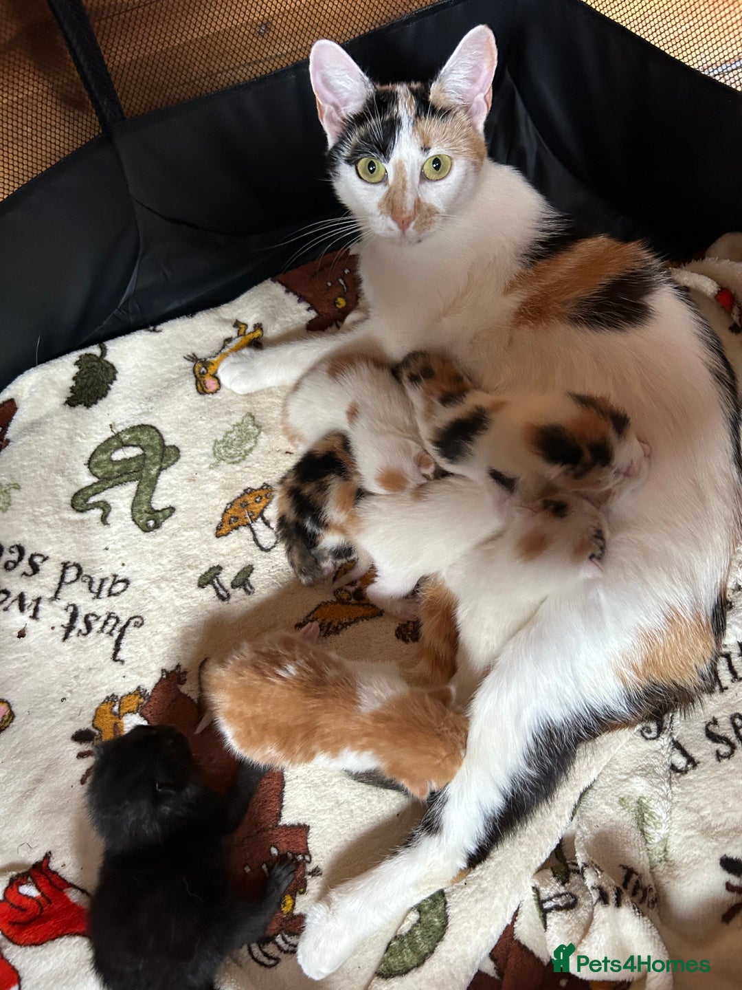 Mixed Breed cats for sale: Baby kittens for sale - Image 21
