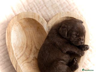 Labrador Retriever dogs Chocolate Labradors KC - Advert 4