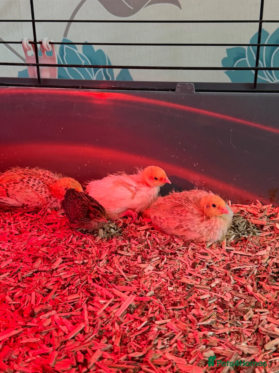 Quail poultry for sale: Coturnix quail in Shrewsbury - Advert 2
