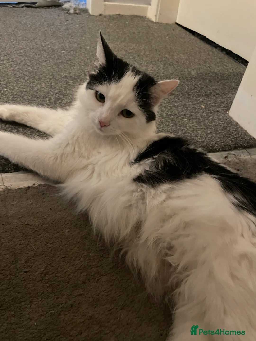 Turkish Van cats for sale: Litter of 6 kittens  - Advert 1