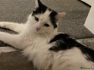 Turkish Van cats Litter of 6 kittens - Advert 2
