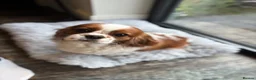 Cavapoo dogs for sale: F1 Cavapoo puppies health test clear - Advert 14