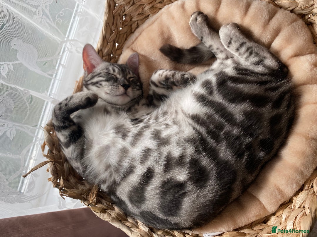 Bengal cats for sale: 💙Stunning Silver Charcoal black spotted tabby  - Advert 16