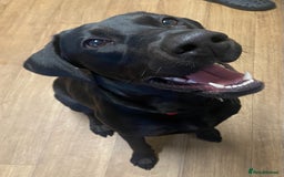 Mixed Breed dogs for sale: Dobermann x Lab for sale  - Image 1