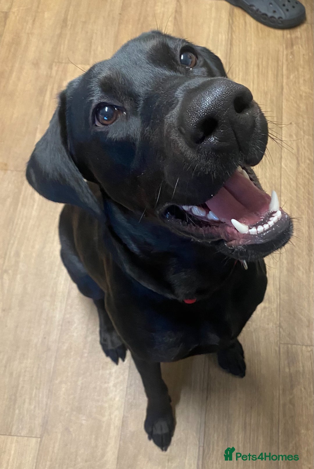 Mixed Breed dogs for sale: Dobermann x Lab for sale  - Image 1