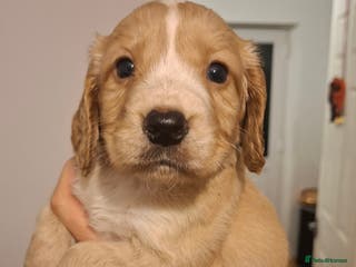 Cocker Spaniel dogs Beautiful working cocker spaniel puppies for sale - Advert 14