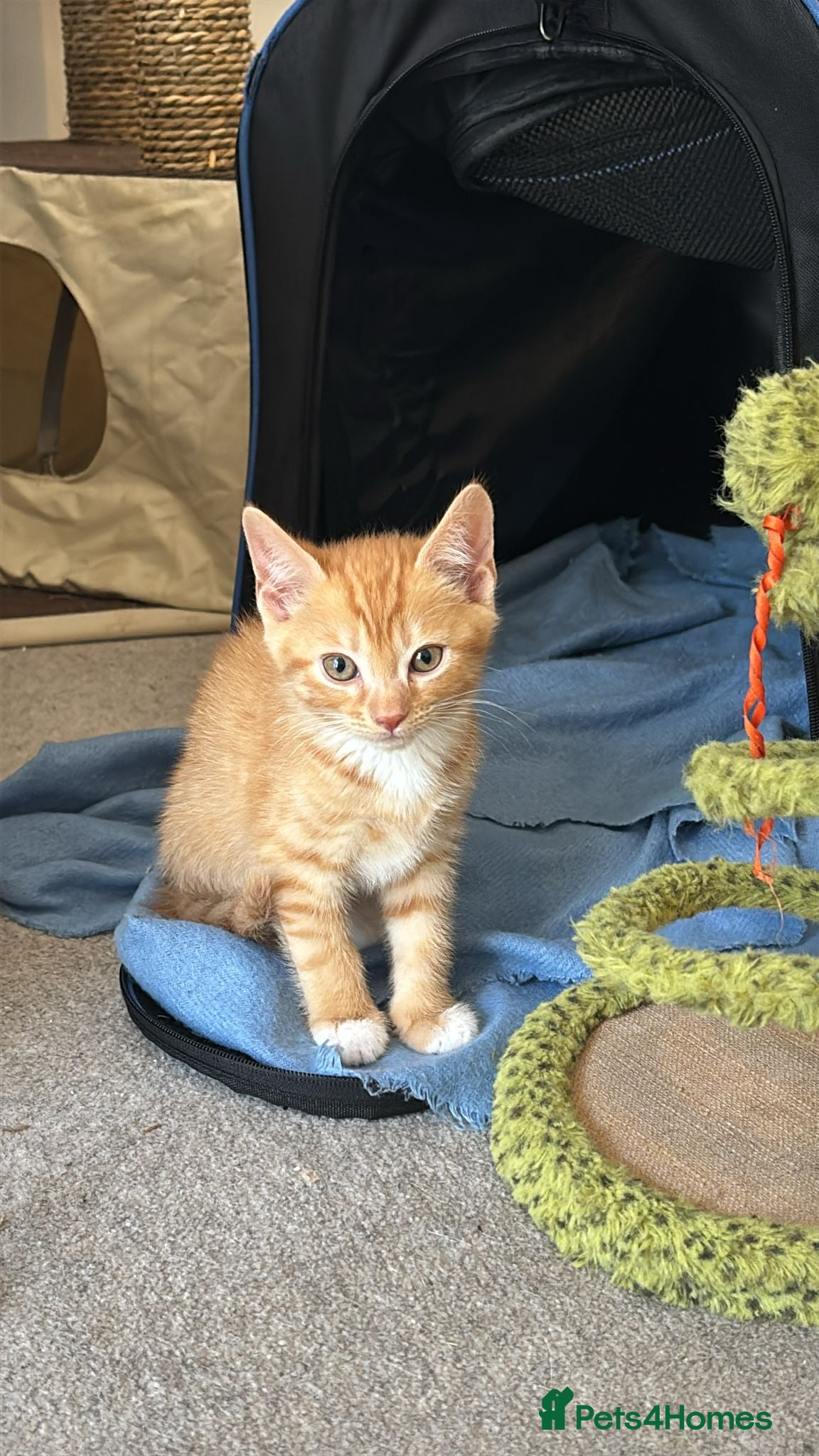 Mixed Breed cats for sale: Healthy kittens for sale  - Advert 6