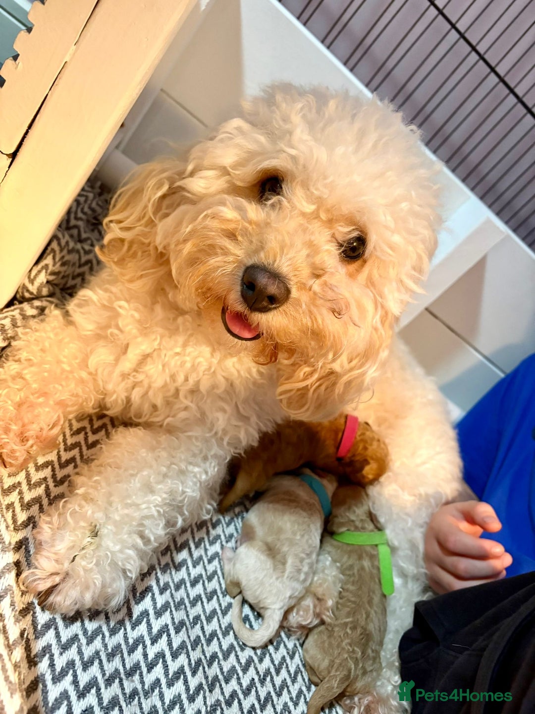 Cavapoo dogs for sale: 4 Beautiful f1b Cavapoo Puppies  - Advert 2