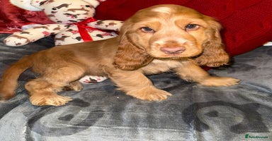 Cocker Spaniel dogs 🧡💛❤️Stunning KC Show Cocker Spaniels❤️🩷🧡 - Advert 10