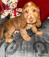 Cocker Spaniel dogs 🧡💛❤️Stunning KC Show Cocker Spaniels❤️🩷🧡 - Advert 5