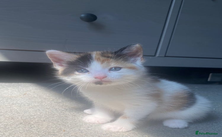 Mixed Breed cats - Advert 1