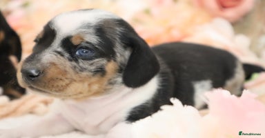 Miniature Dachshund dogs - Advert 16