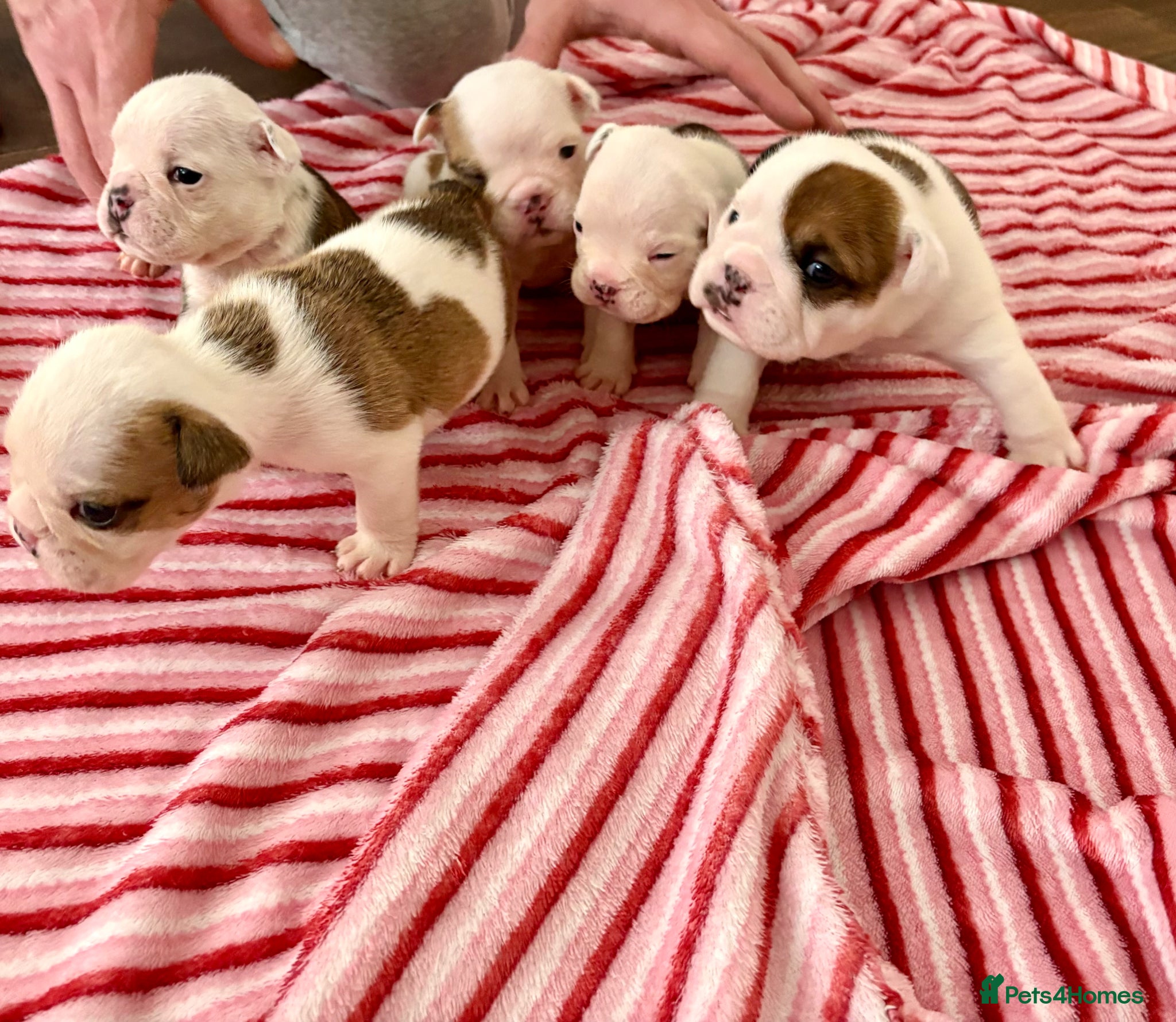 English Bulldog dogs 🐾 KC REG ENGLISH BULLDOG PUPPIES TRADITIONAL  🐾 - Advert 1