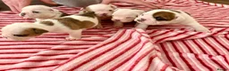 English Bulldog dogs for sale: 🔥READY NOW KC REG ENGLISH BULLDOG GIRL🔥 - Advert 11